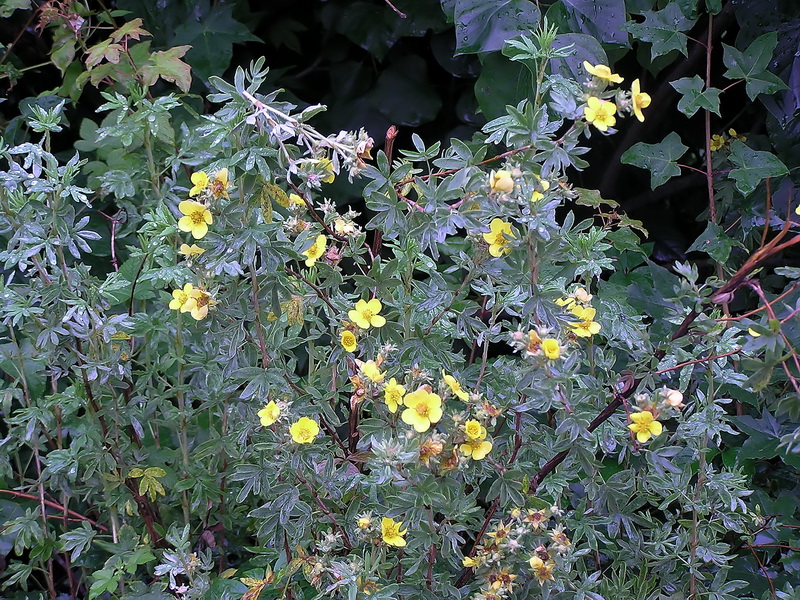 Image of Dasiphora fruticosa specimen.