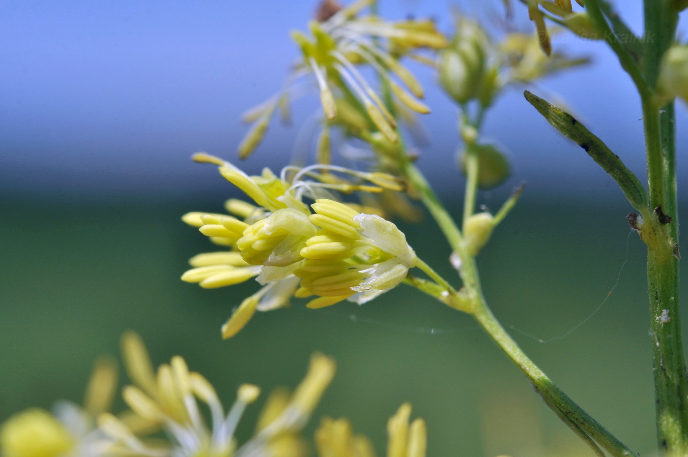 Image of Thalictrum amurense specimen.