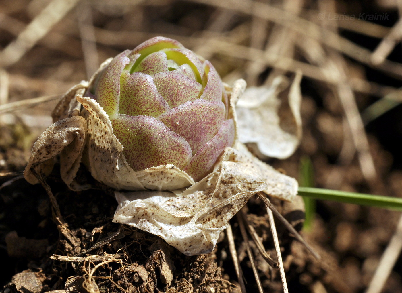 Image of Orostachys malacophylla specimen.