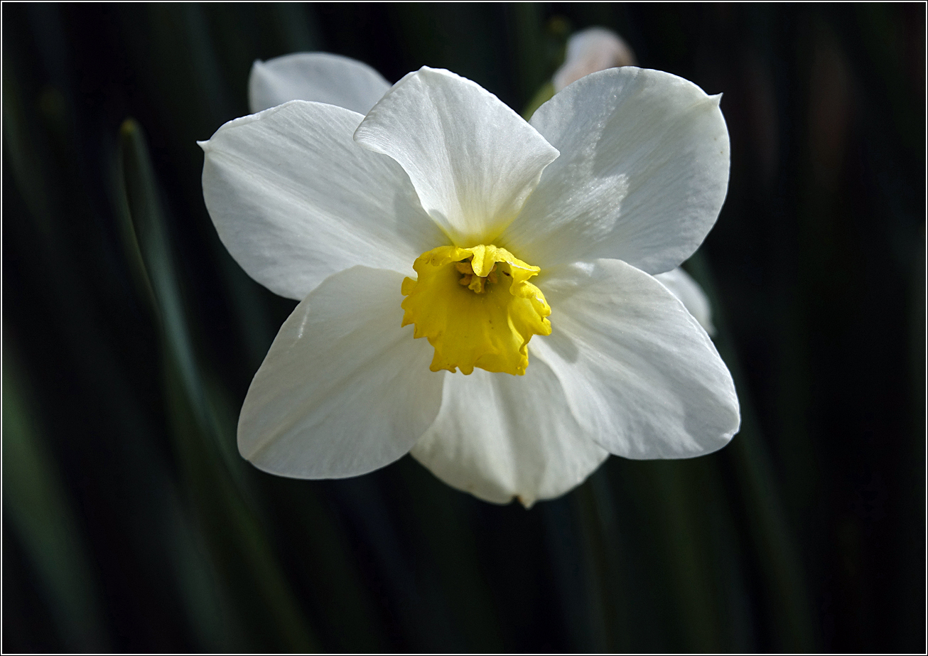 Image of genus Narcissus specimen.