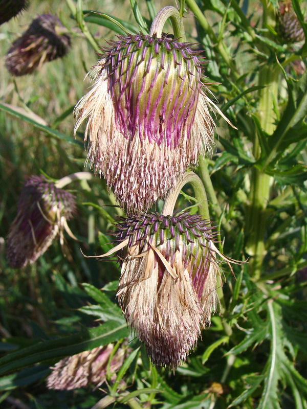 Изображение особи Cirsium pendulum.