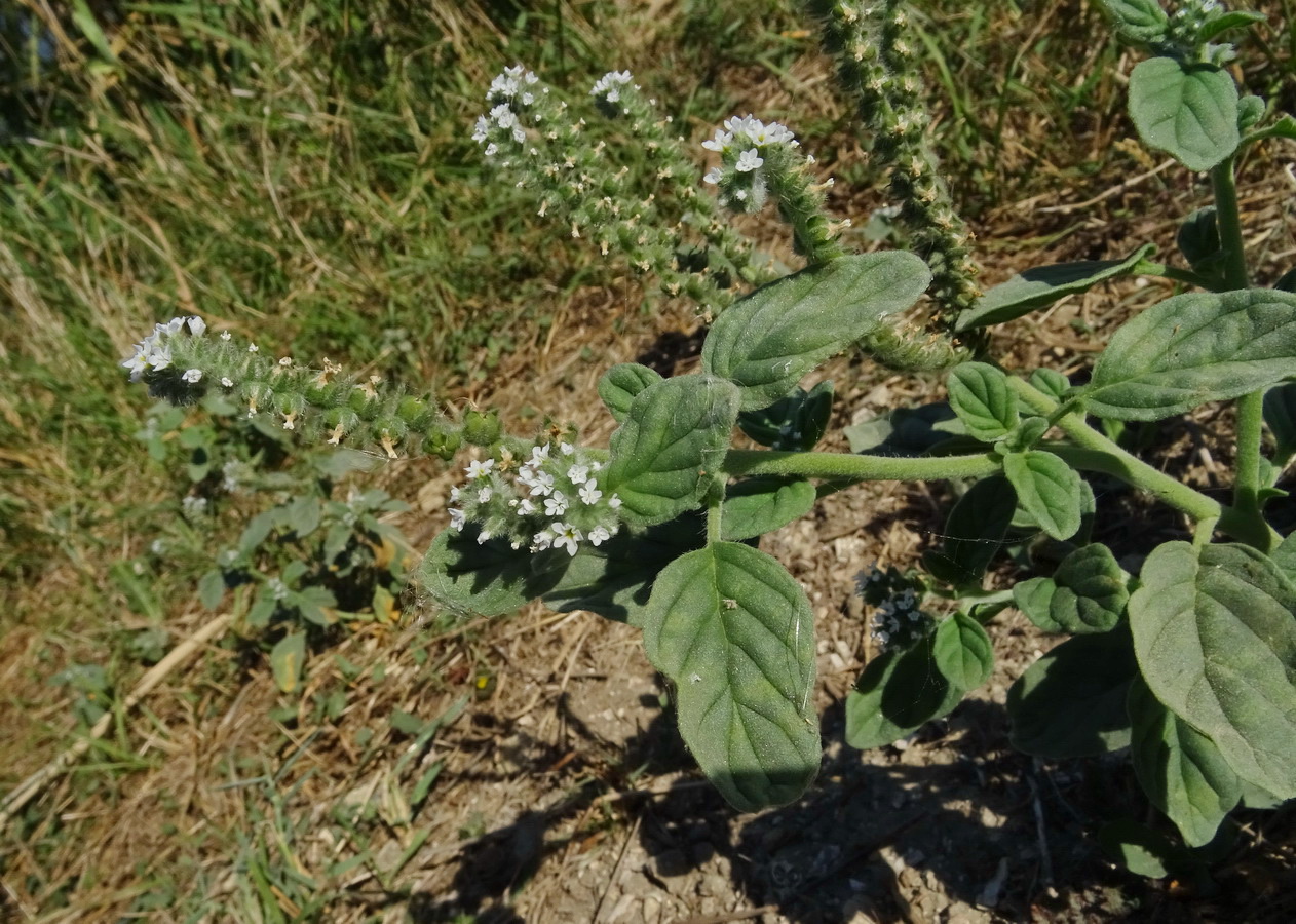 Изображение особи Heliotropium europaeum.