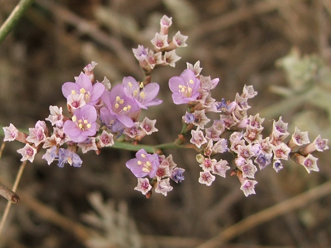 Изображение особи Limonium scoparium.