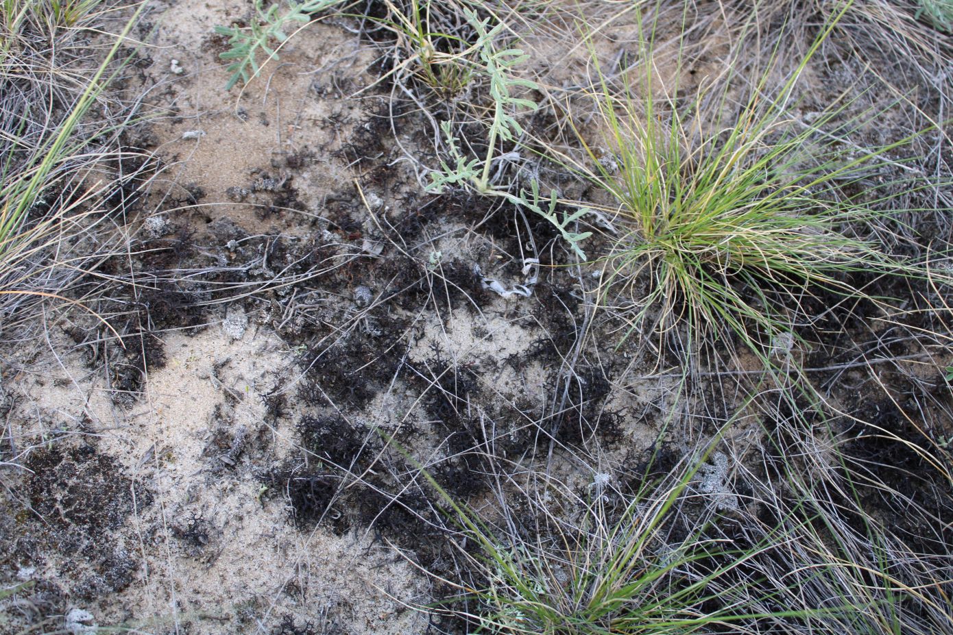 Image of Cetraria steppae specimen.