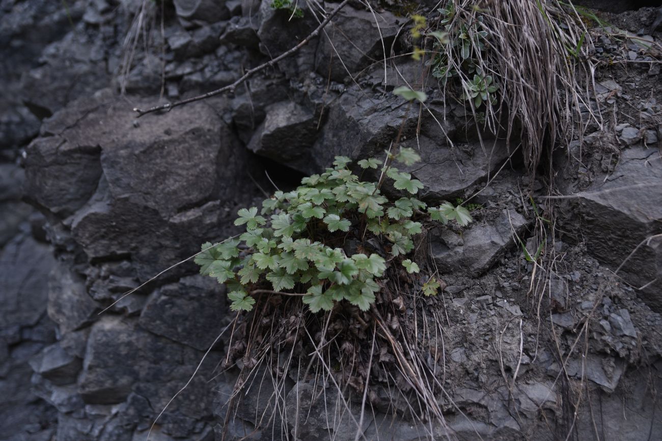 Изображение особи Alchemilla sericata.