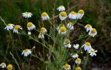 Matricaria recutita