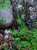 Cardamine macrophylla