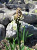 Carex altaica