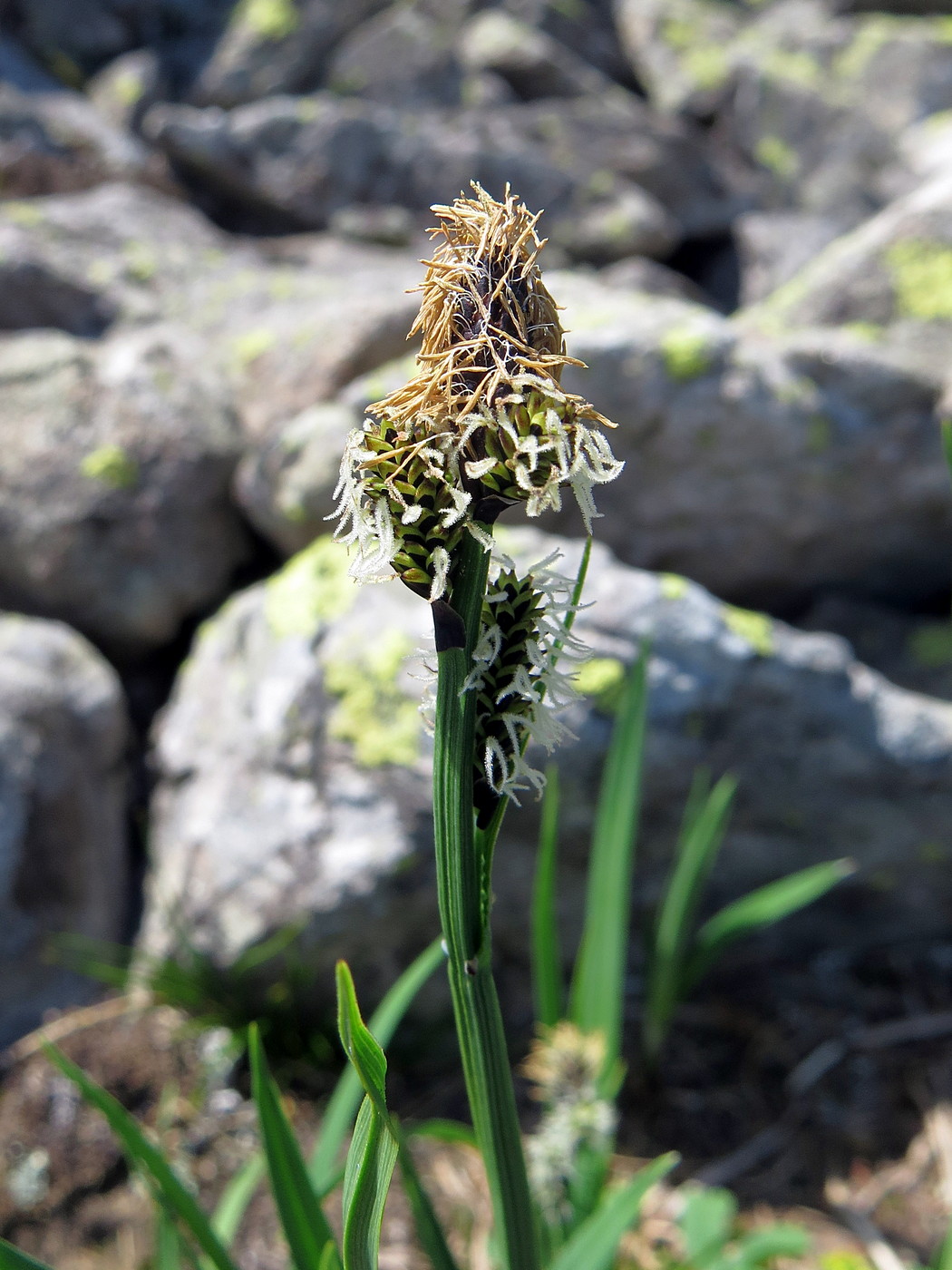 Изображение особи Carex altaica.