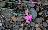 Dianthus repens