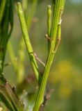 Barbarea stricta