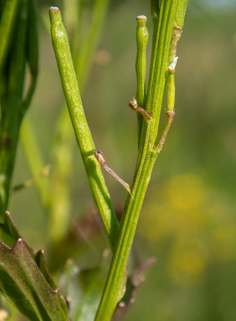 Изображение особи Barbarea stricta.