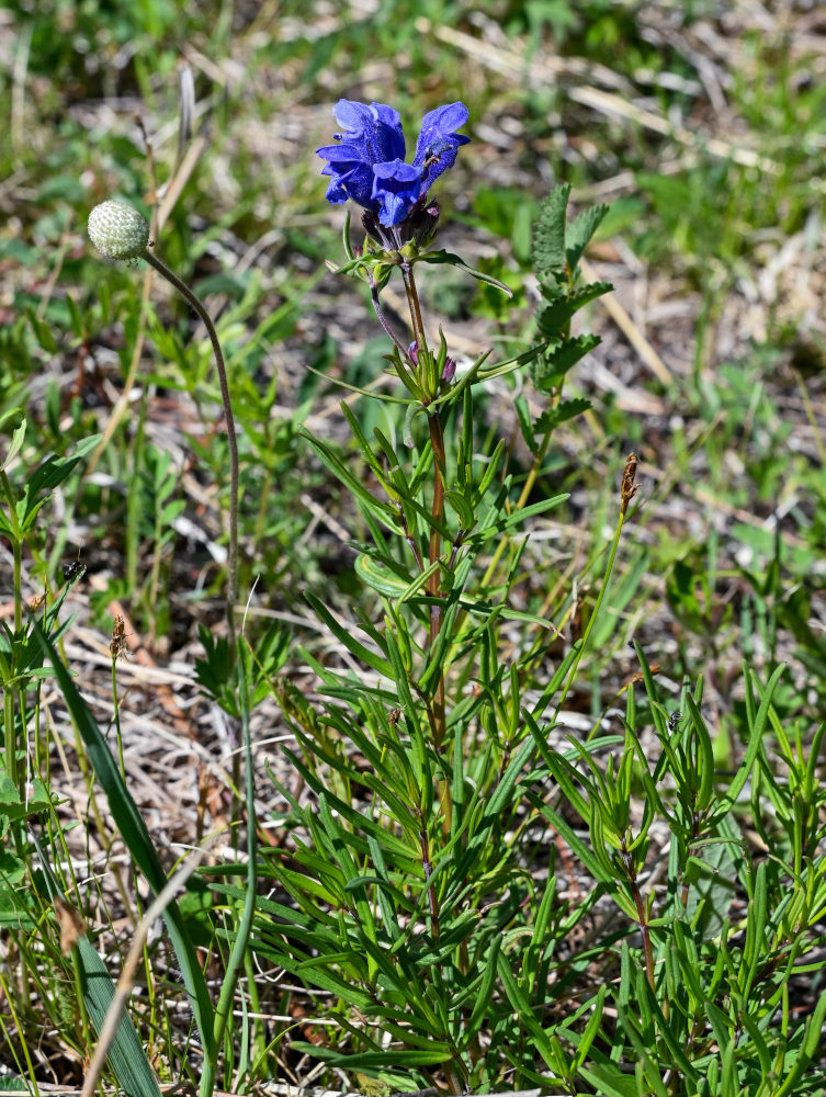 Изображение особи Dracocephalum ruyschiana.