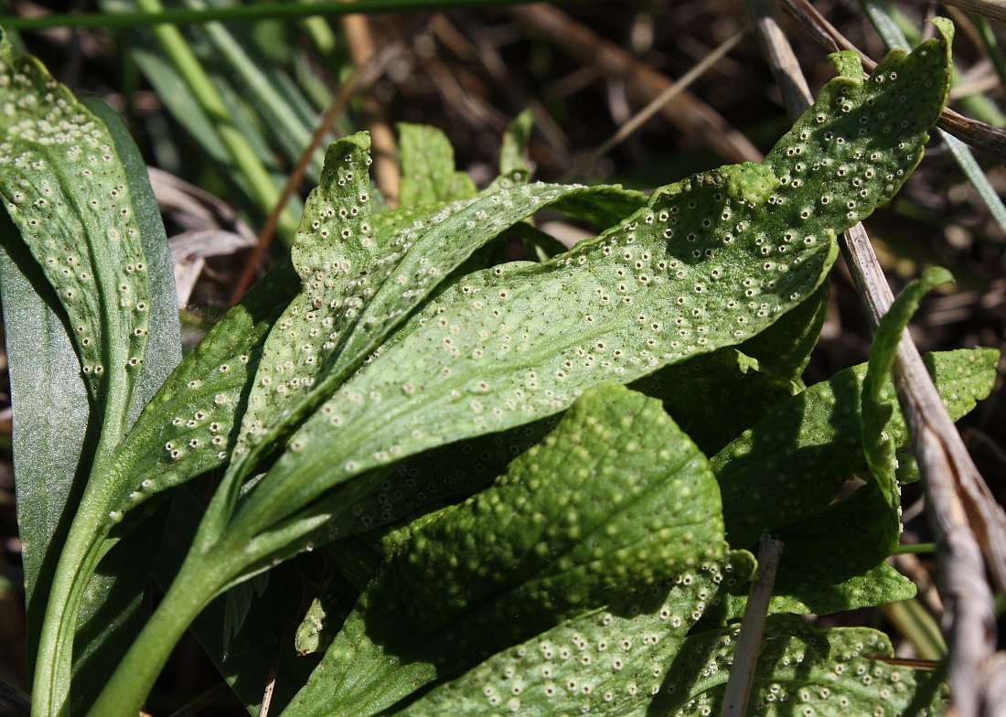 Image of Anemone ranunculoides specimen.