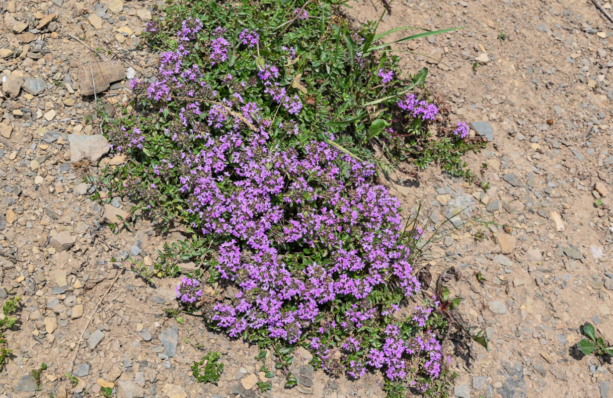 Изображение особи род Thymus.