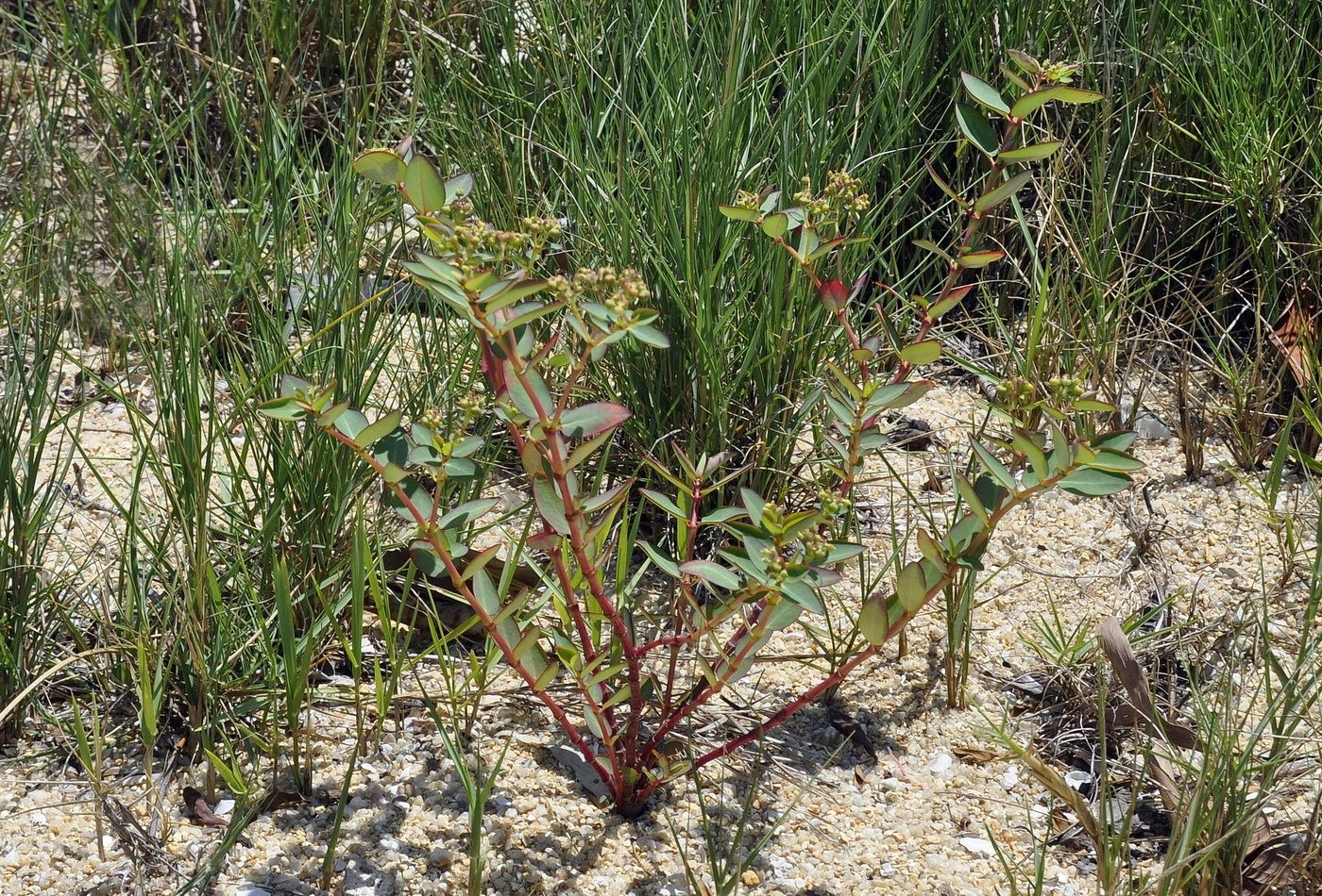 Image of genus Euphorbia specimen.