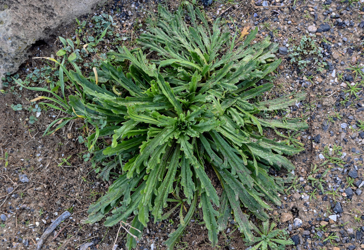 Изображение особи Plantago coronopus.