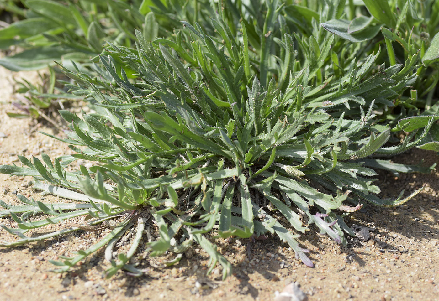 Изображение особи Plantago coronopus.