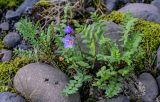 Polemonium boreale