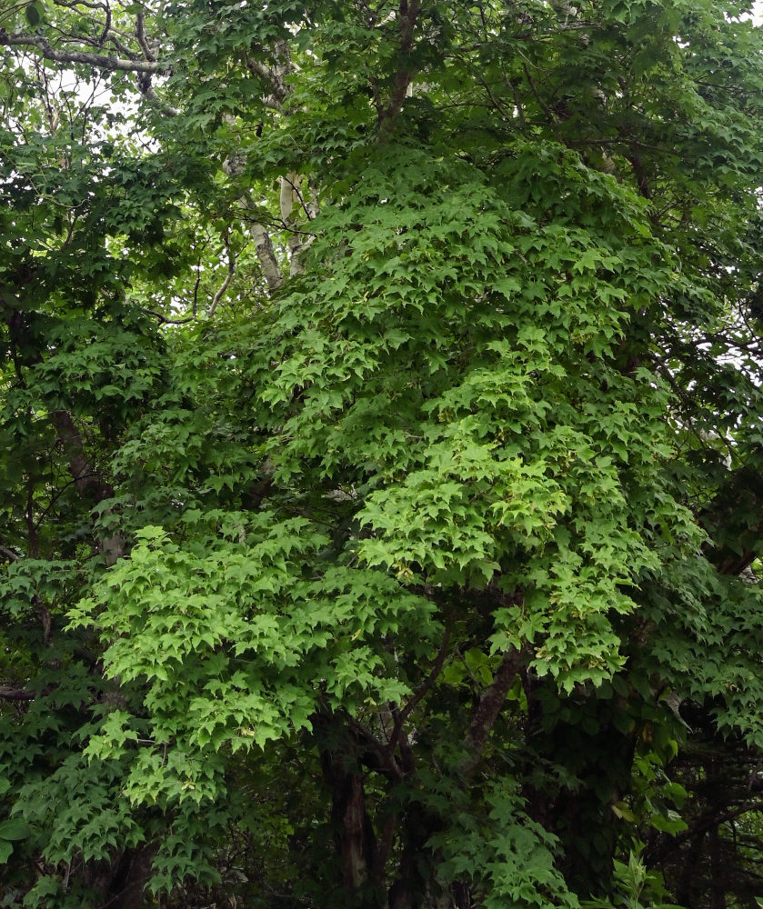 Image of Acer mayrii specimen.