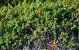 род Empetrum. Веточки. Курильские о-ва, о-в Итуруп, вулкан Баранского, каменистый склон, опушка широколиственного леса. 24.08.2023.