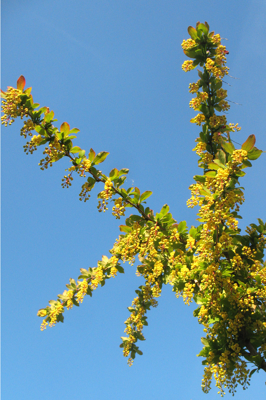 Image of Berberis vulgaris specimen.