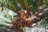 Cycas revoluta. Молодые мегаспорофиллы и основания листьев. Египет, мухафаза Александрия, г. Александрия, парк \"Монтаза\", в культуре. 04.01.2024.