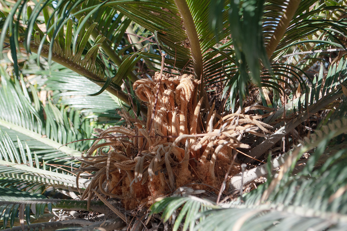 Image of Cycas revoluta specimen.