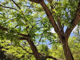 Phellodendron amurense