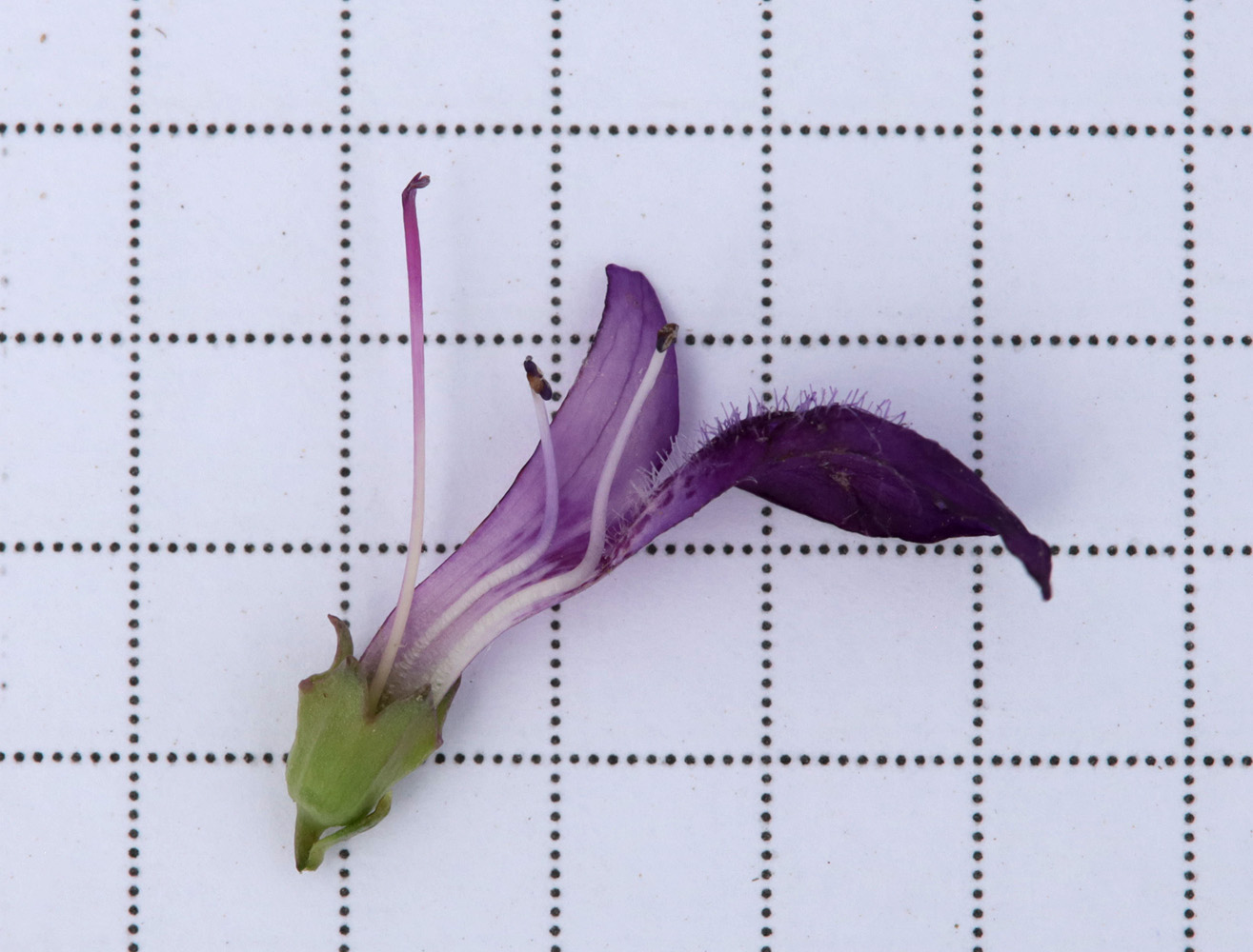 Image of Dodartia orientalis specimen.