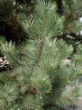 Pinus nigra