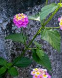 Lantana camara