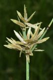 род Cyperus