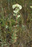 Hylotelephium stepposum. Цветущее растение. Ульяновская обл., Мелекесский р-н, долина р. Бирля, остепнённый береговой склон. 05.08.2023.