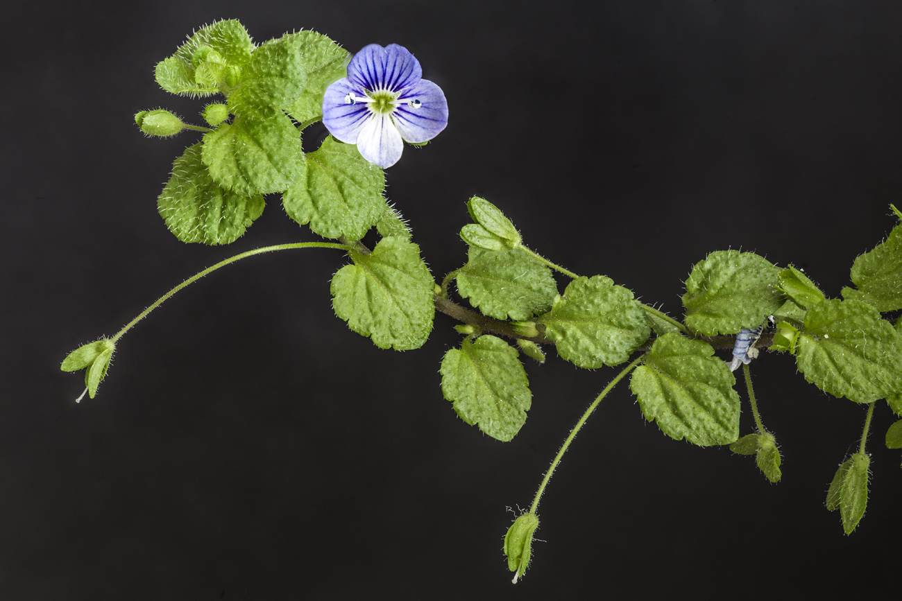 Image of Veronica filiformis specimen.
