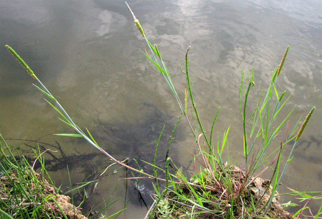 Image of Alopecurus aequalis specimen.