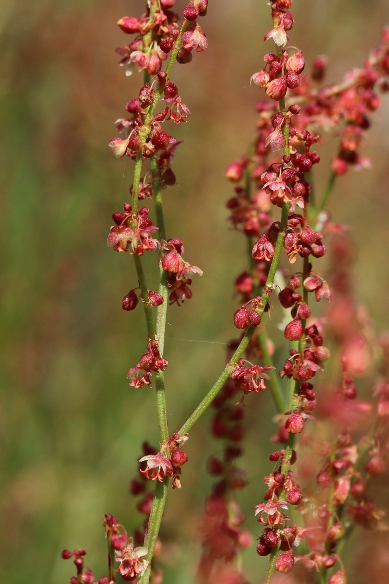 Image of Rumex acetosella specimen.