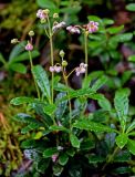 Chimaphila umbellata