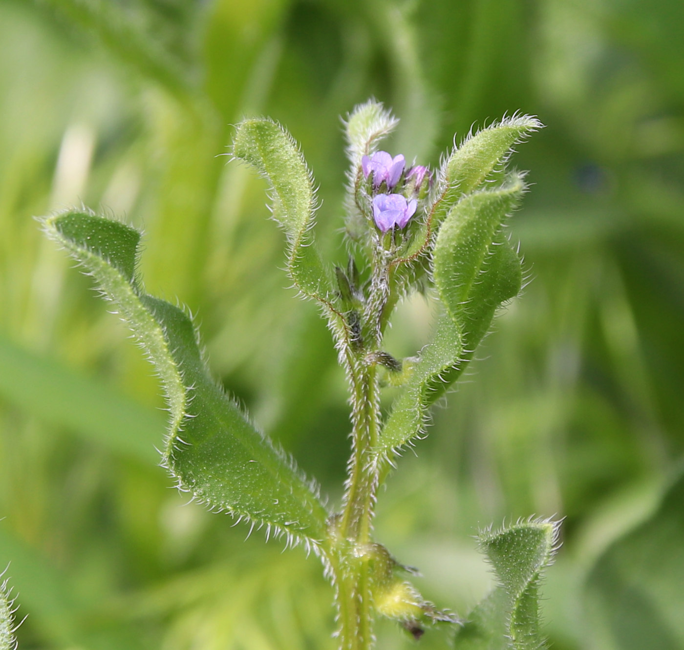 Изображение особи Asperugo procumbens.