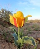 Tulipa alberti
