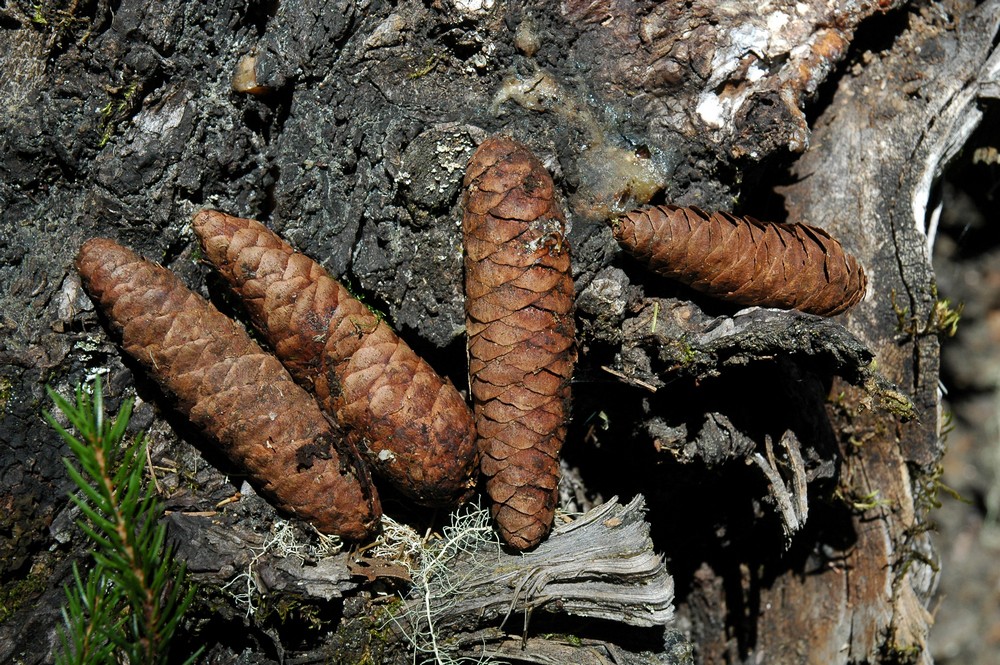 Image of Picea morrisonicola specimen.