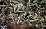Olea europaea