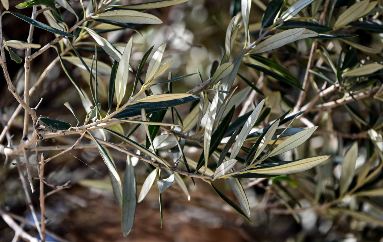 Image of Olea europaea specimen.