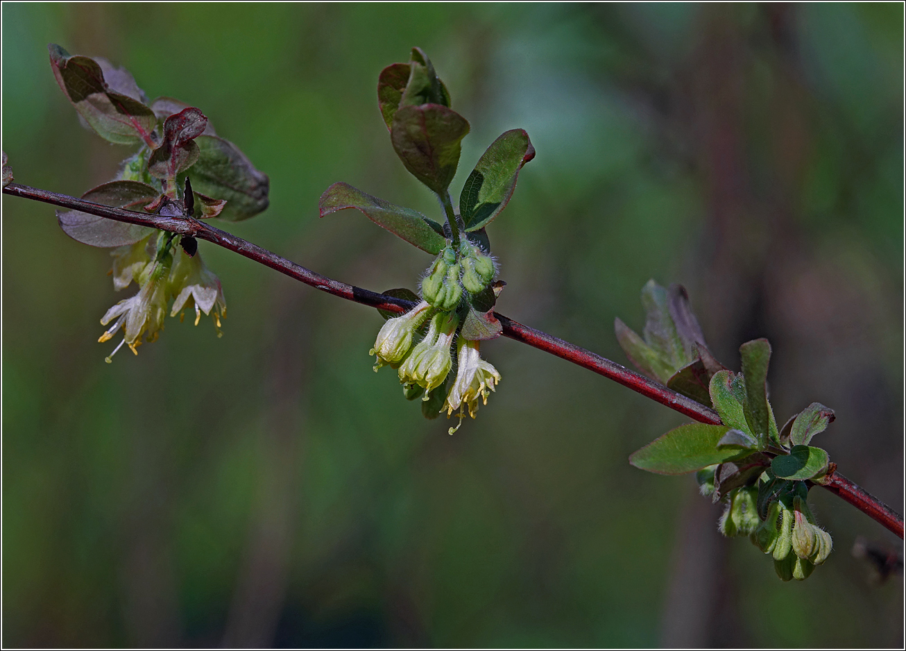 Image of Lonicera edulis specimen.