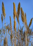 Arundo donax