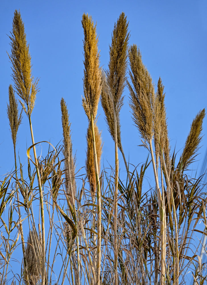 Изображение особи Arundo donax.