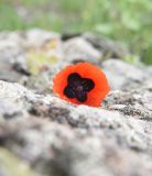 genus Papaver. Цветок. Грузия, Самцхе-Джавахети, окр. ур. Немецкая дорога, выс. 1400 м н.у.м., луг. 18 мая 2025 г.