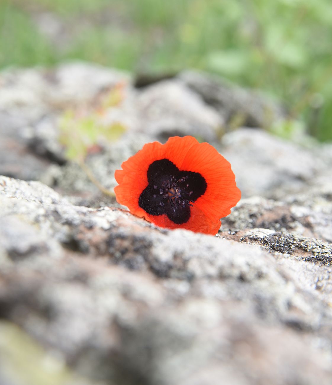 Image of genus Papaver specimen.