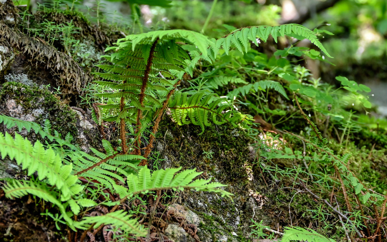 Изображение особи Dryopteris wallichiana.