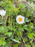 Anemone sylvestris
